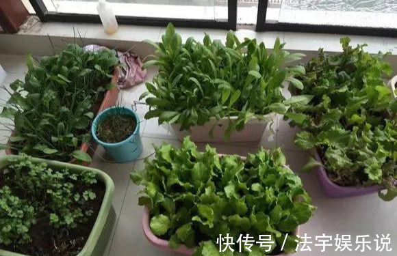 养花|淘米水啤酒水,真不如这种水,养花一绝,浇一盆旺一盆