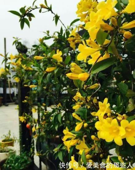 3种漂亮花,高雅大气毒性强,再喜欢也别养在室内,赶紧搬出去