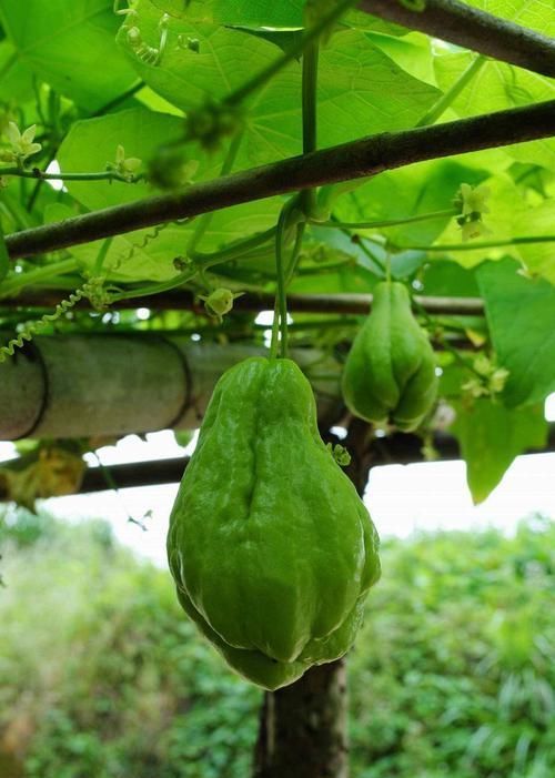 好食物吃出好身体，增强抵抗力，营养丰富，早吃早受益