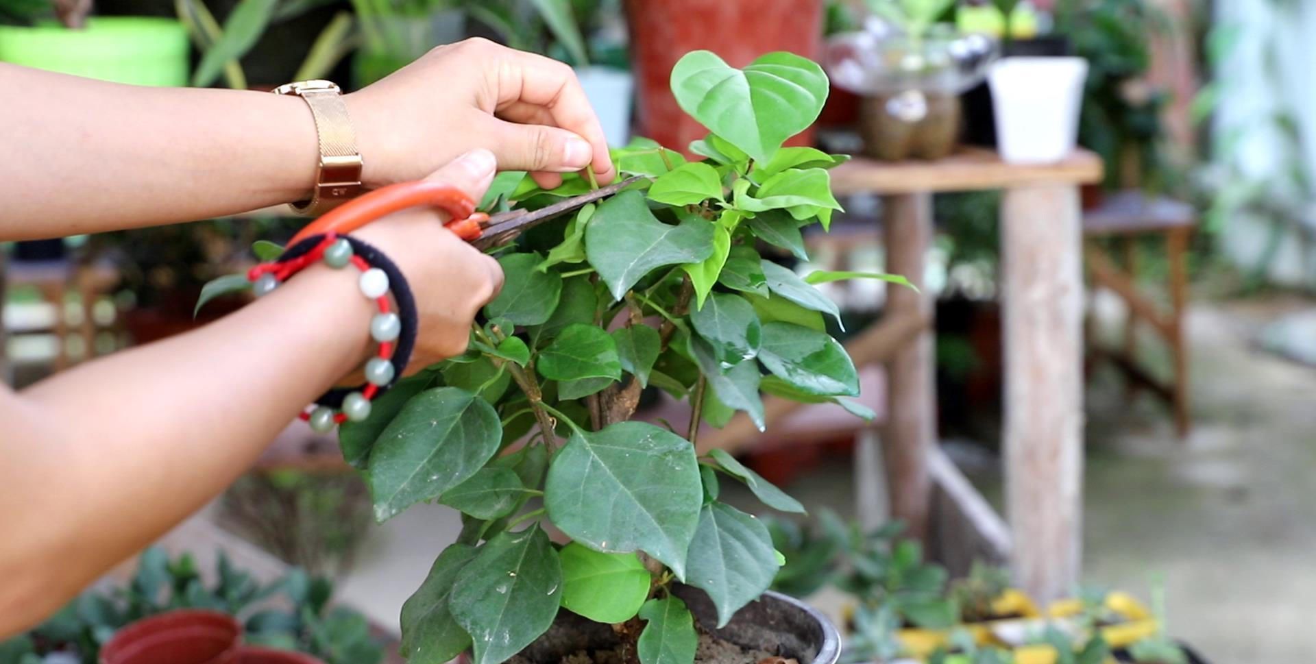 三角梅修剪有“诀窍”,教你多分枝的“秘密武器”,养出好状态!