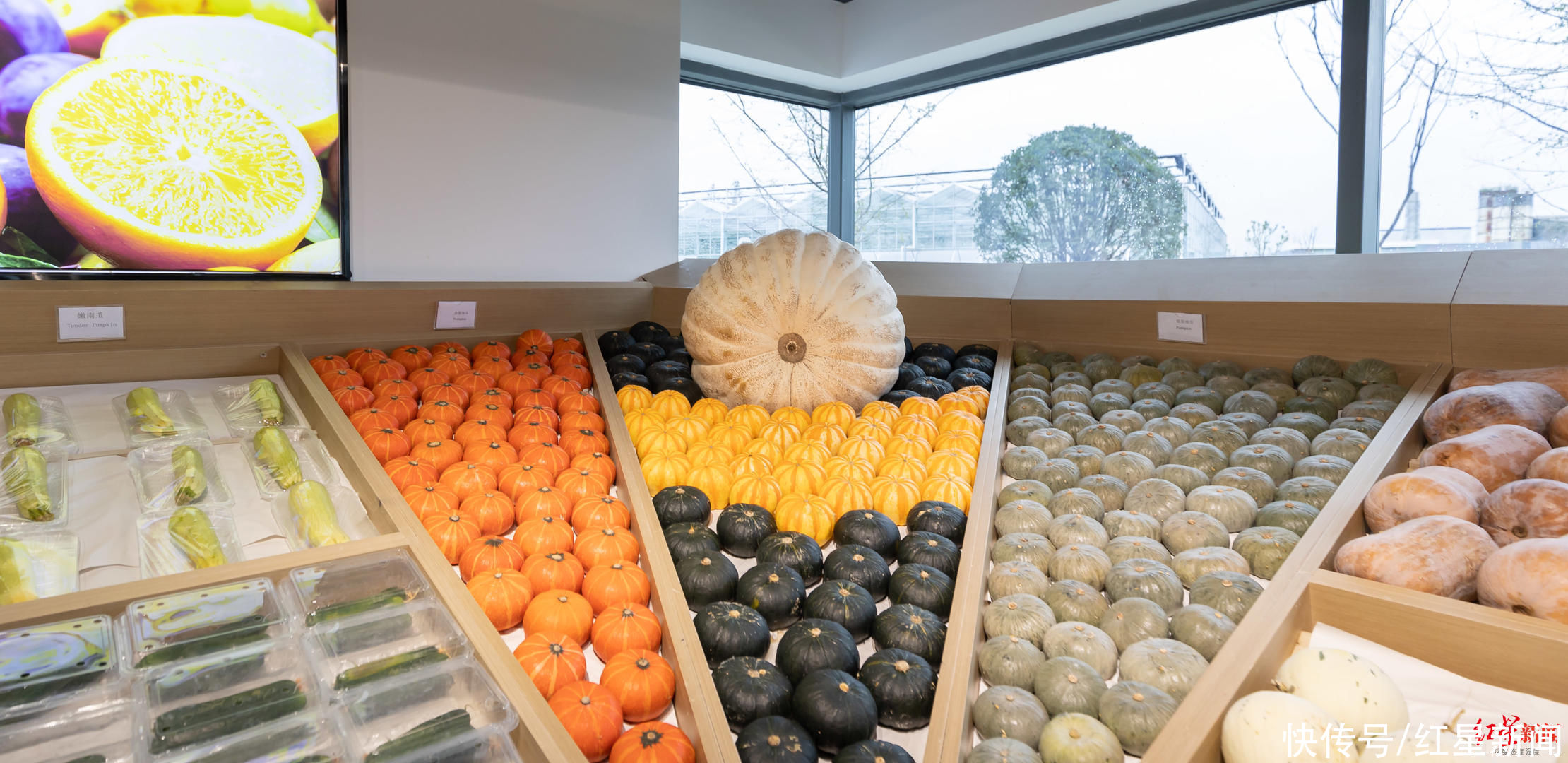 红星新闻记者|成都种出巨型南瓜！种植工作人员：200斤算小的，最大的541斤