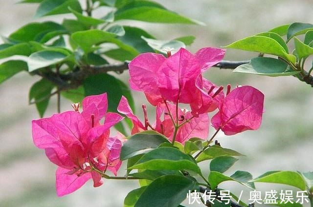 满枝|养盆栽三角梅,这“1点”不能少,才能花满枝,连续不断的开花