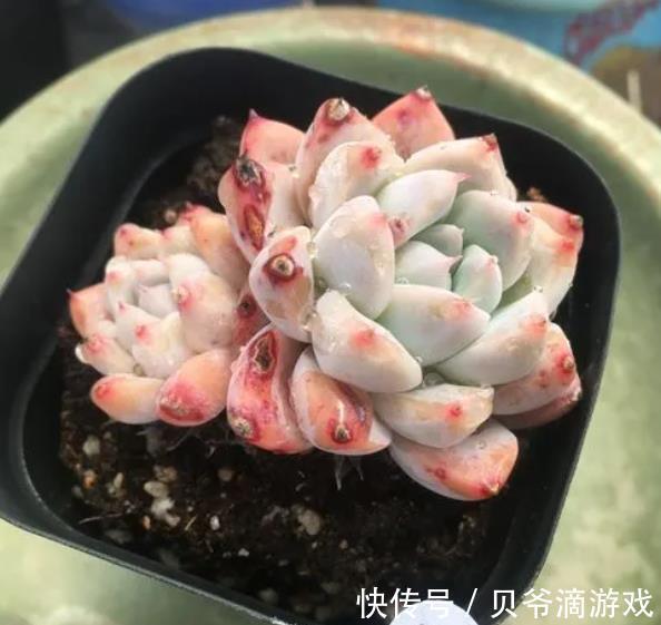 月影系|11月养盆多肉西施,叶片粉嫩惹人爱,养成群生肉墩子,真美