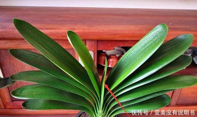 君子兰缺肥有什么症状一年四季怎样给君子兰施肥!