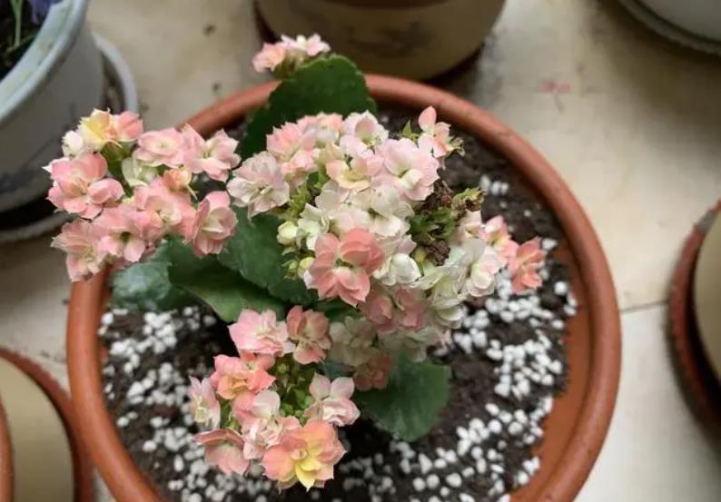 此花专为封闭阳台而生，花色艳丽惹人爱，多季节有花赏，值得拥有