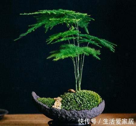  健康|家里万万要养这4种植物，家人身体会越住越健康，聪明人一眼就懂