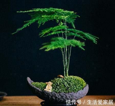 健康|家里万万要养这4种植物,家人身体会越住越健康,聪明人一眼就懂