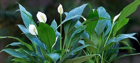 4种花,皮实好养又大气,摆在客厅上档次,有品位的人都养了