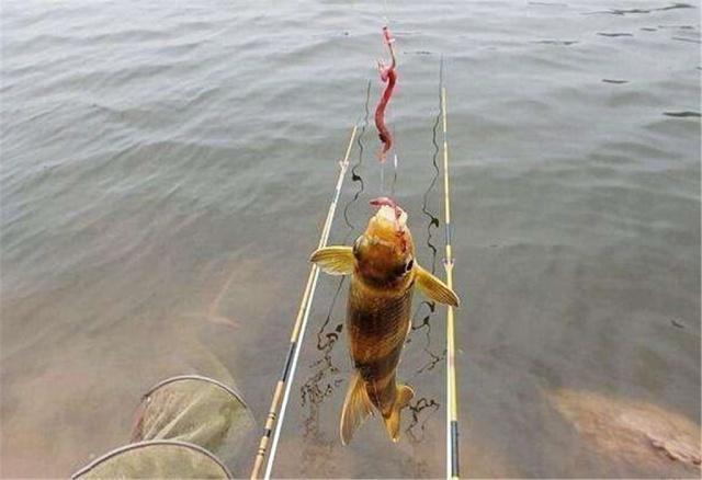 野钓黄颡鱼的一些技巧小结,从钓具到饵料,满满的钓鱼实战干货!
