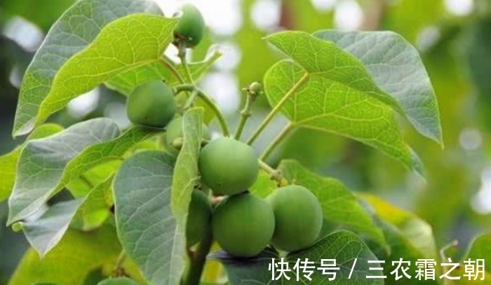 朱塔|乡下一树浑身有毒,以前农民碰到就砍,现在却成了宝贝,价值珍贵