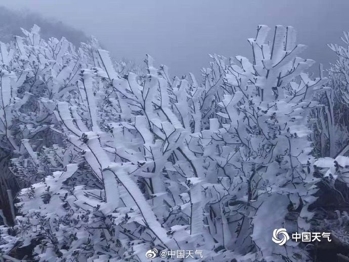 连山|广东也能赏雾凇！连山金子山景区现大片雾凇景观 处处玉树琼花