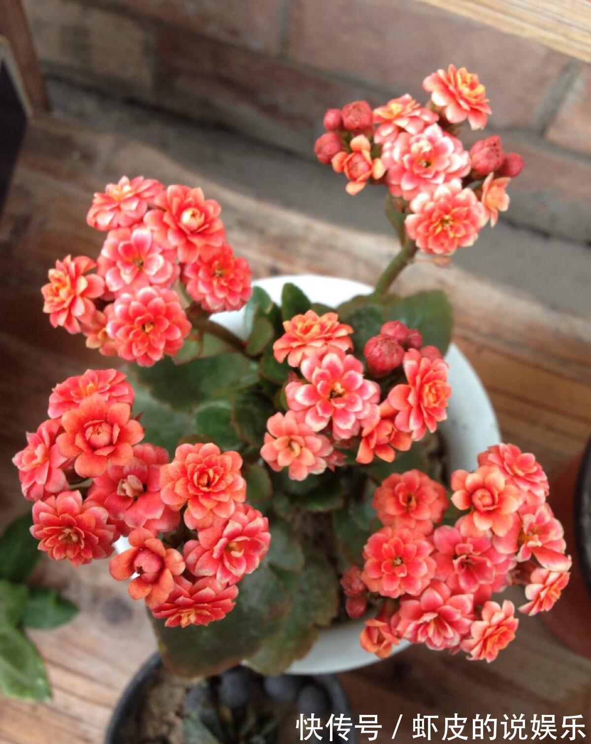 寿命长的“3种花”，最喜欢用小盆栽种，盆越“小”长得越好