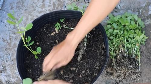 一大|买来的花生米直接撒花盆里养,没过一周就长满一大盆,要不要吃掉