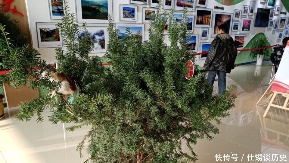 红豆杉是天然健康树,与野狼标本一起摆在展厅,真是赏心悦目