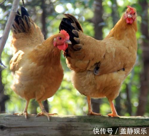砂锅|农村俗语:人串门是非多,鸡串门进砂锅,狗串门棍棒多,还适用吗