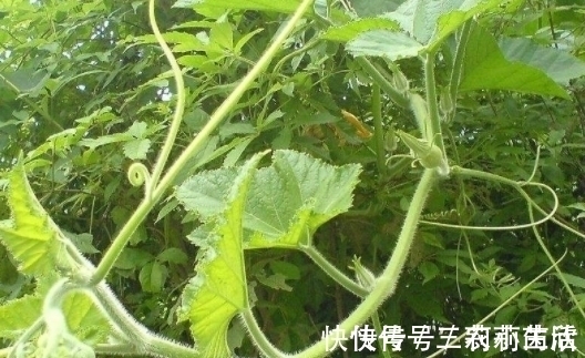 南瓜|明朝时引进的“它”，现在低价无人问津，殊不知全身都是上好野菜