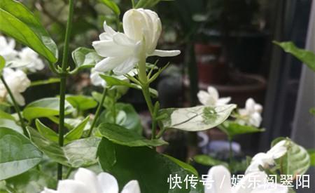 富贵菊|花朵硕大开花美，好养又漂亮，满屋飘香，花开清新淡雅，一养就上瘾