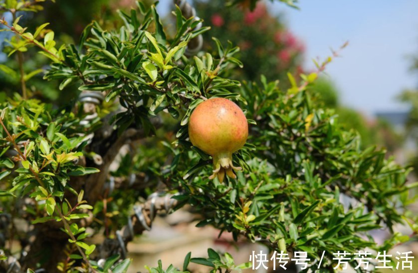 花花|盆栽石榴模样土？少了修剪这一步，咔嚓咔嚓，高大上