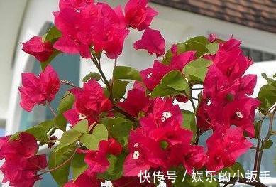 入冬后三角梅，月季，茉莉怎么养，学会这些技巧，叶片绿开花旺