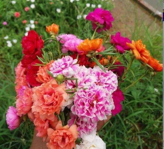 3种漂亮花，再“喜欢”也别贸然买，太难养，一般人根本养不活