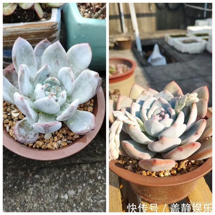 多肉是戒不掉的瘾！多肉小白入坑一年小记！