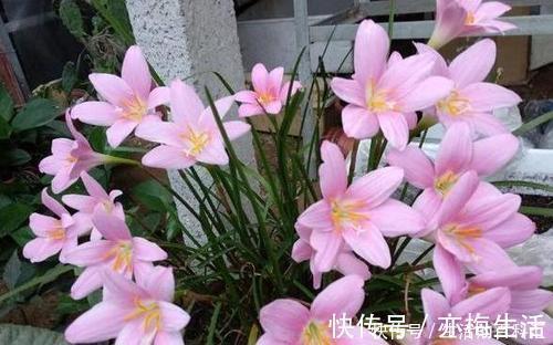 公认的养花万能土,户外挖一些,啥花都喜欢,能省不少钱!