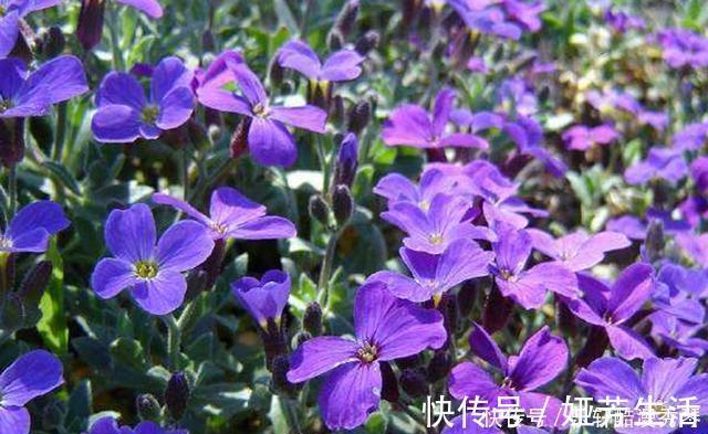 网上买花有准则,这4种花千万不能入手,买回家根本养不活