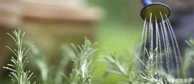 养花最忌讳的3种行为,每一个都会植物产生伤害!