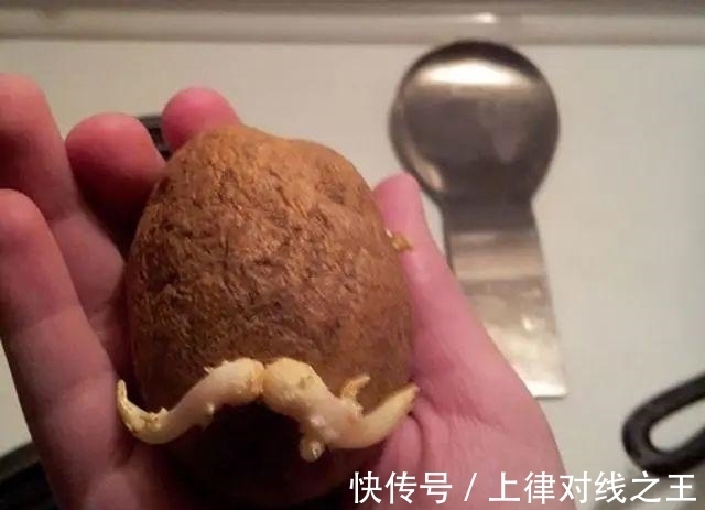 土豆|土豆发芽有多恐怖!26张照片告诉你,它才是这个星球最神奇生物