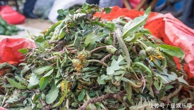 春天蒲公英泡水喝,用叶还是用根很多人或泡错了,今天1次说清