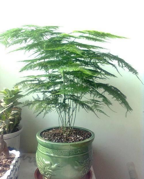 喜欢|文竹喜欢“糖水”,每30天给它喝一口,枝叶翠绿又茂盛