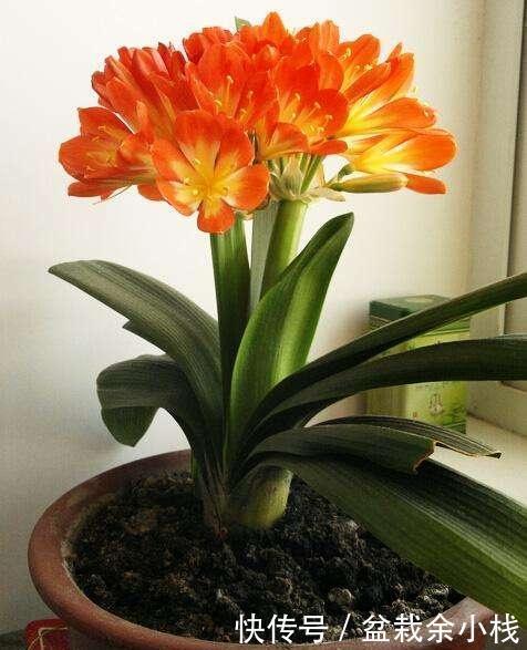 君子兰|君子兰疯长，冒出5根花箭，是2种肥的功劳，养啥都旺