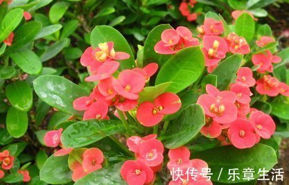 铁海棠|喜欢养花，就养这4种花，漂亮好养花期长，用来净化空气最适合