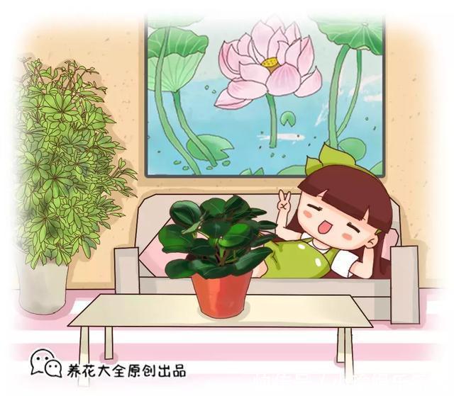 客厅养花,聪明人就选这6种,时尚大气,旺人旺宅!