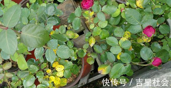叶斑病|养花必备的杀菌剂，到底怎么用？多菌灵只是“初级”，黄叶不管用