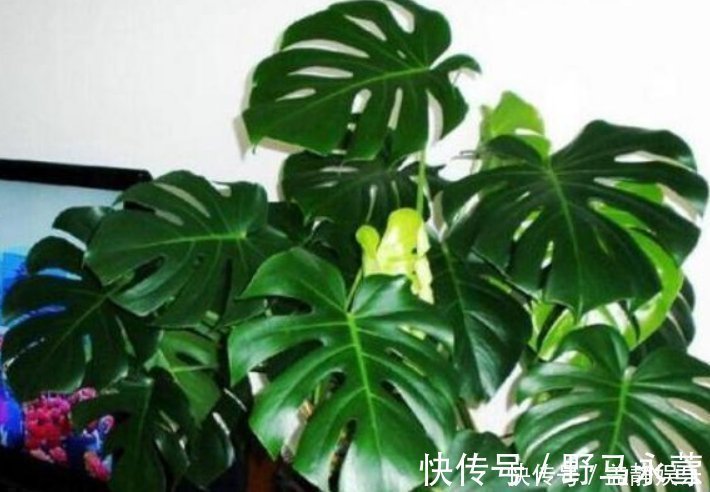 这4种花放在客厅,旺财旺运、身体健康,有钱人早就摆上了