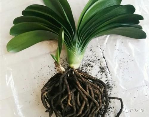 君子兰叶子瘦小,不长新叶,4个方面多注意,很快恢复旺盛