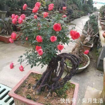 花市碰上这几种“花老桩”,便宜也不能入手,带回家养不活不开花