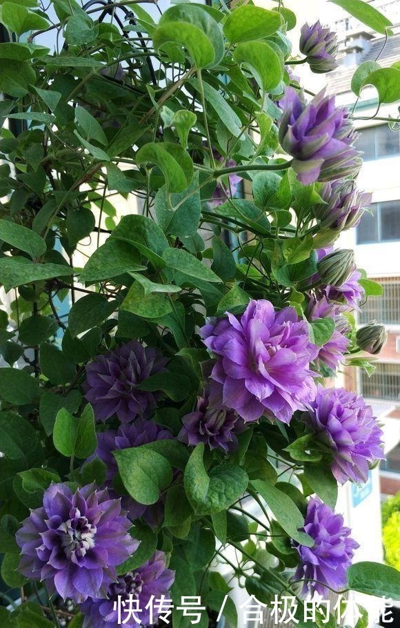 她在小院子里种了一种花,开花独特又漂亮,路人都说“头回见”!