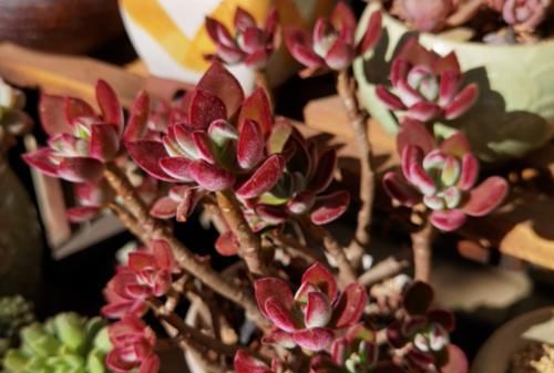 南方地区怎么养多肉植物？让养多肉7年以上的老玩家来给您说说