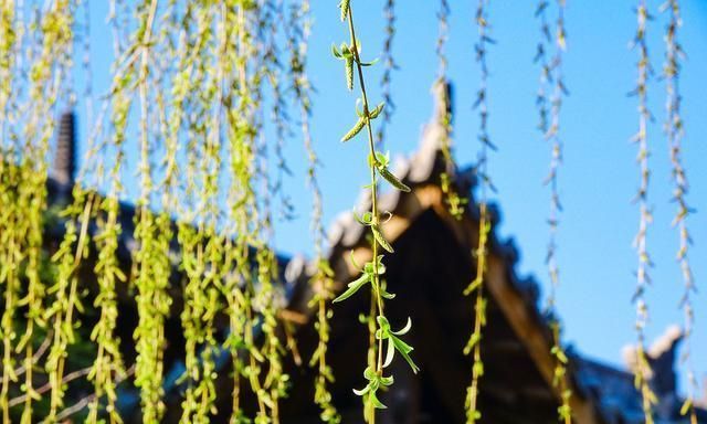 杨柳!立春日,东风吹,品读晏殊的春日小词,感悟古代女子的春日情怀