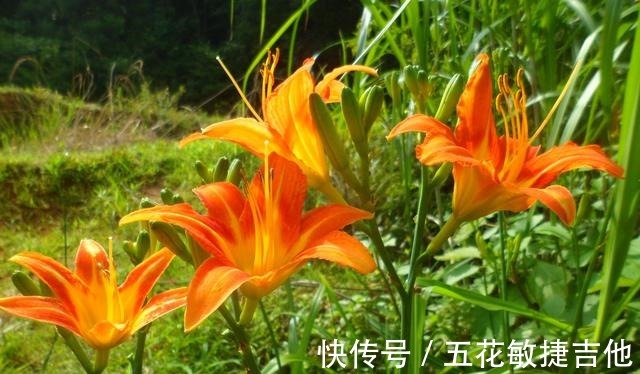 博物志|人称“忘忧草”，开花漂亮可盆栽却有毒，为啥在宴席上是主菜！