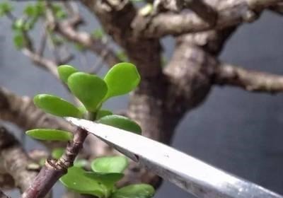 马齿笕树养5年,变成老桩盆景很值钱,做5步就实现