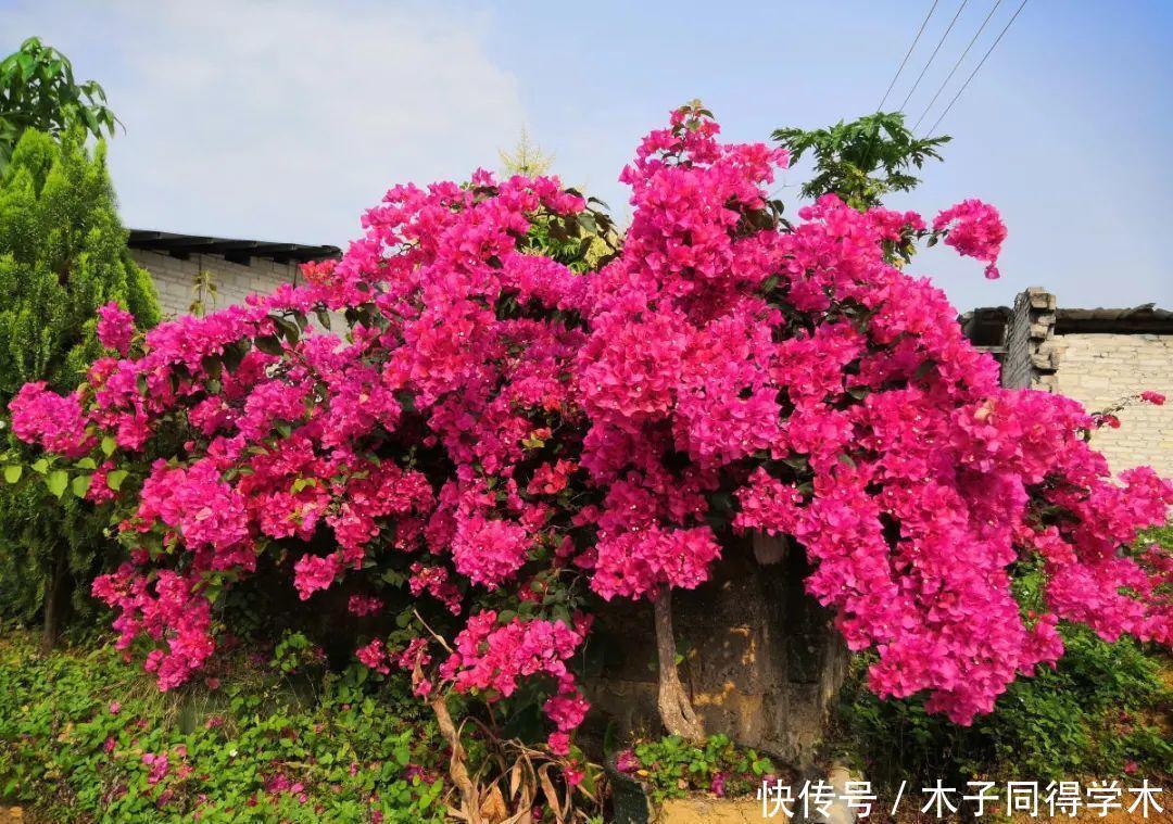 马上进入花期的花，10天一次肥，下个月就开花