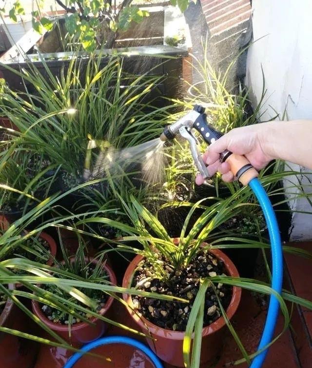 养花|夏季养花,3个浇水小窍门,枝叶绿油油,花儿越来越多