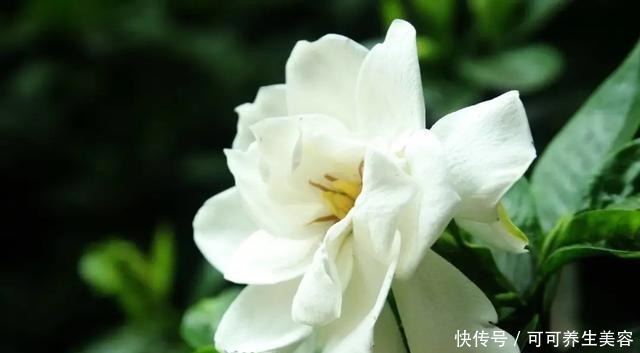 这些植物一定要勤浇水，不然分分钟“渴死”！