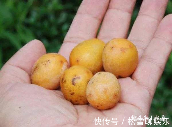野果|农村这野果似枇杷，挂在树上无人摘，掉落地上却抢着捡，见过吗