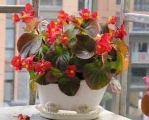 技巧|室内养花需注意什么掌握7点技巧,避免黄叶烂根