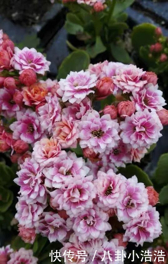 花期|45种长寿花,个个都是高颜值,家里养几盆,美得移不开眼