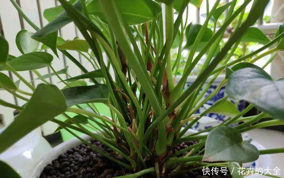 绿叶|红鹅掌养护好,绿叶出现焦边,开花数量少,老花农教你解决